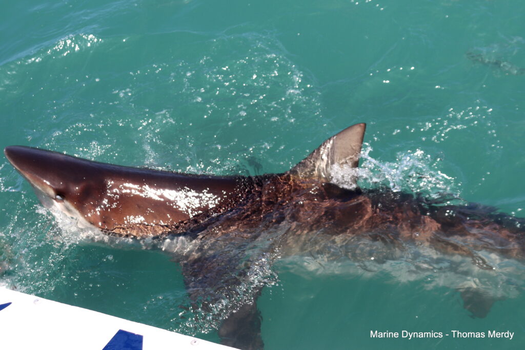 Shark cage diving, South Africa, Gansbaai