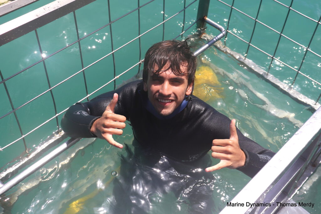 Shark cage diving, South Africa, Gansbaai