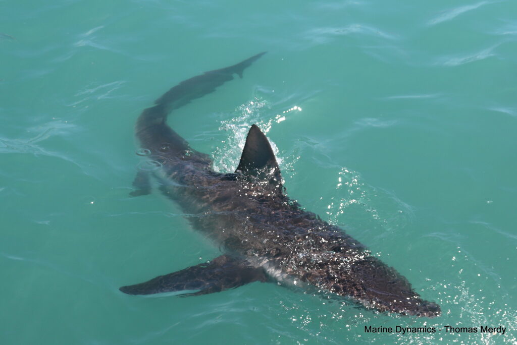 Shark cage diving, South Africa, Gansbaai