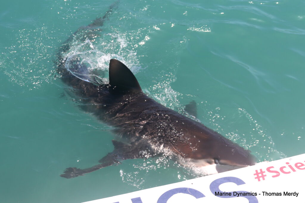 Shark cage diving, South Africa, Gansbaai