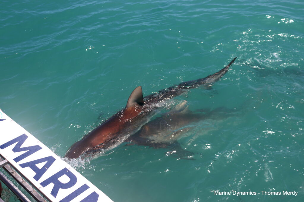 Shark cage diving, South Africa, Gansbaai
