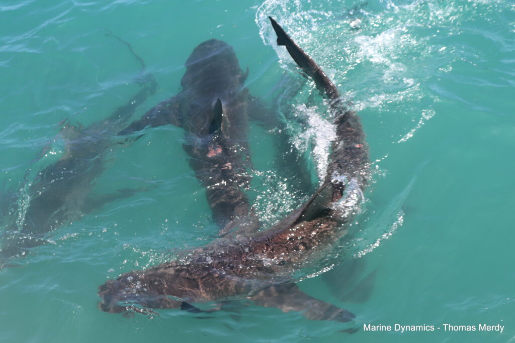 Shark cage diving, South Africa, Gansbaai