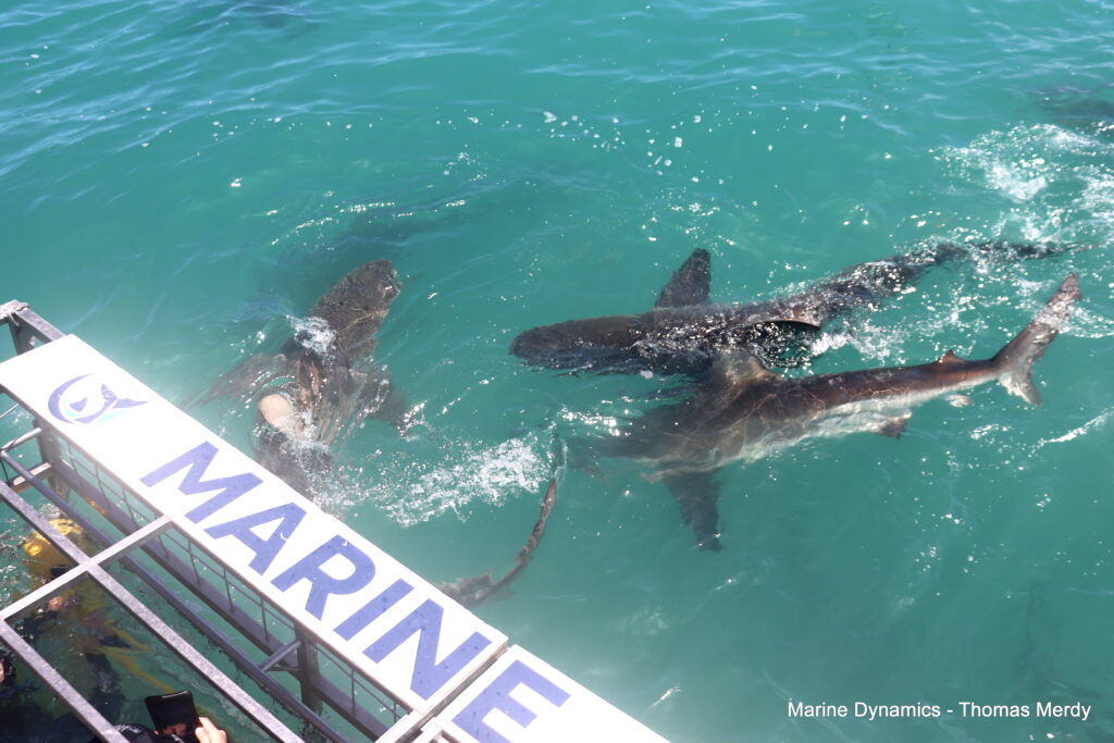 Shark cage diving, South Africa, Gansbaai