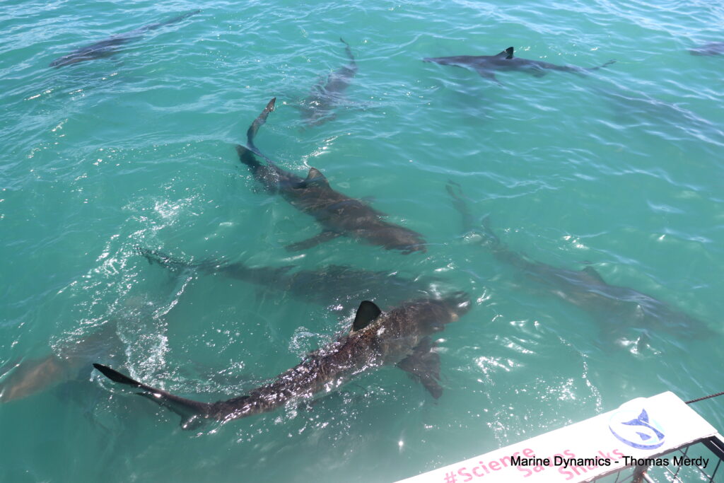 Shark cage diving, South Africa, Gansbaai