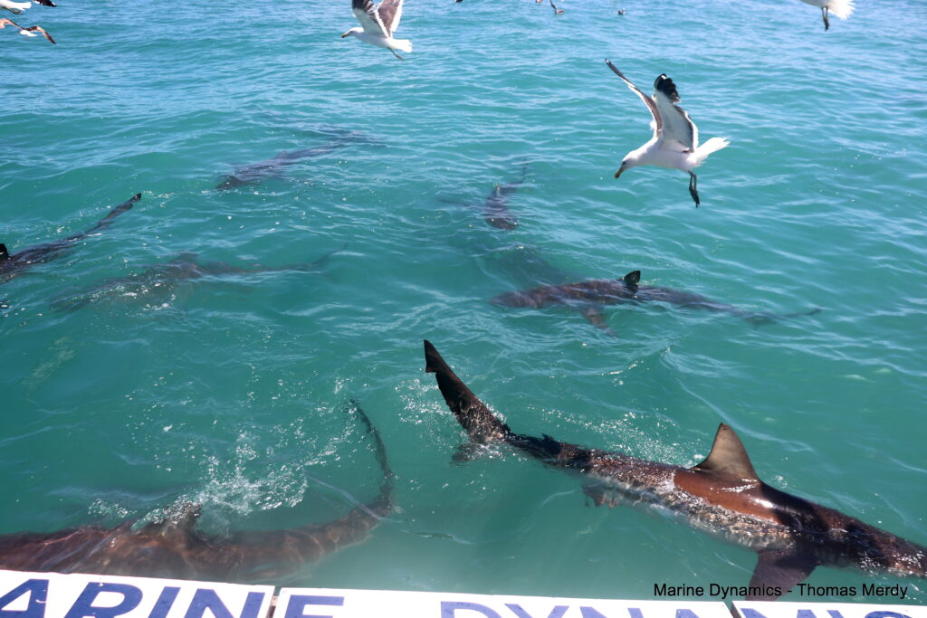 Shark cage diving, South Africa, Gansbaai