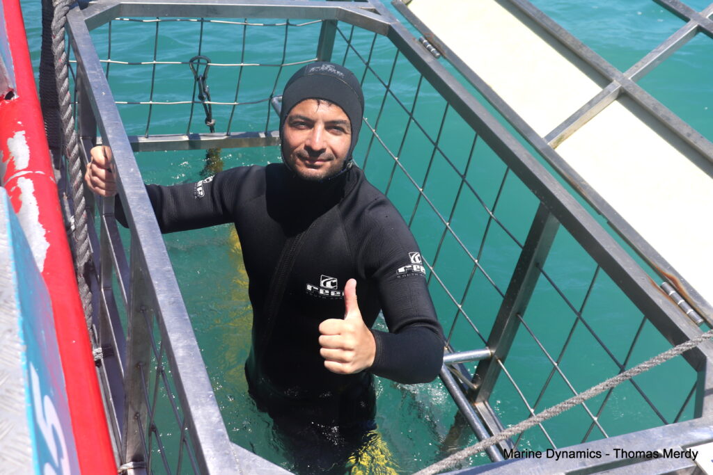 Shark cage diving, South Africa, Gansbaai