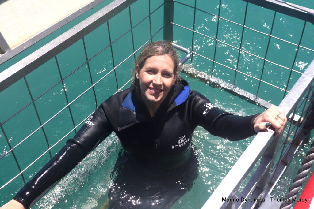 Shark cage diving, South Africa, Gansbaai