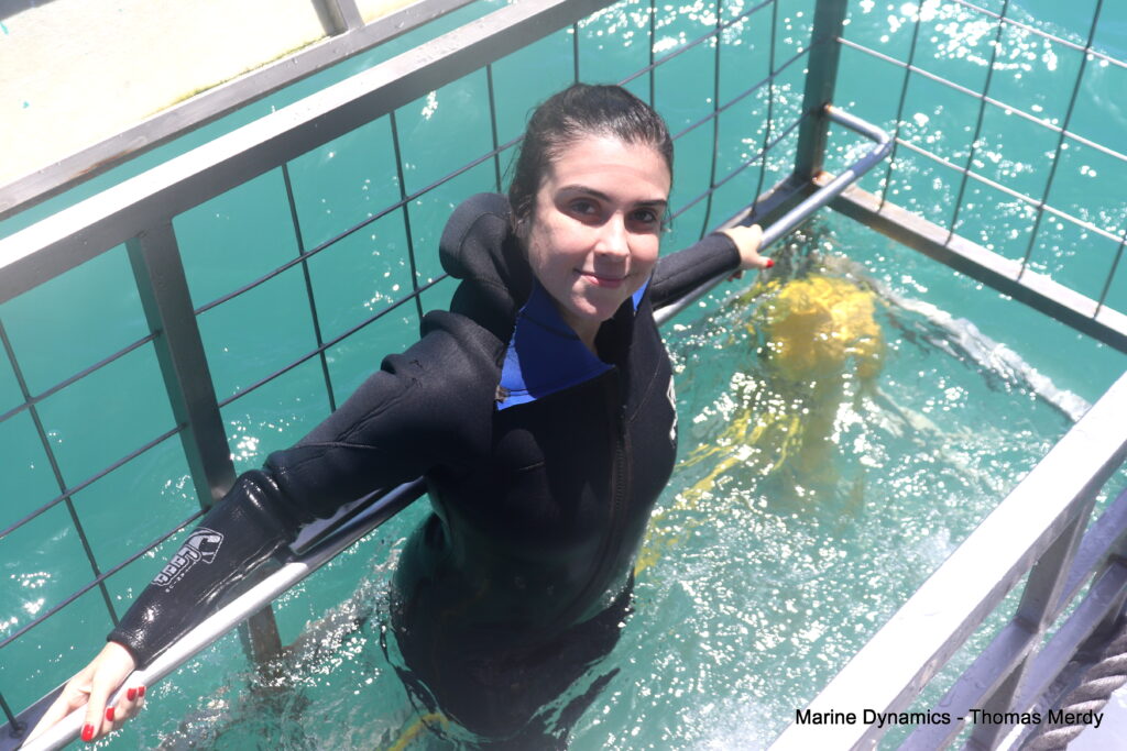 Shark cage diving, South Africa, Gansbaai