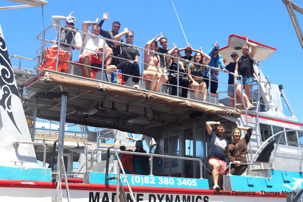Shark cage diving, South Africa, Gansbaai