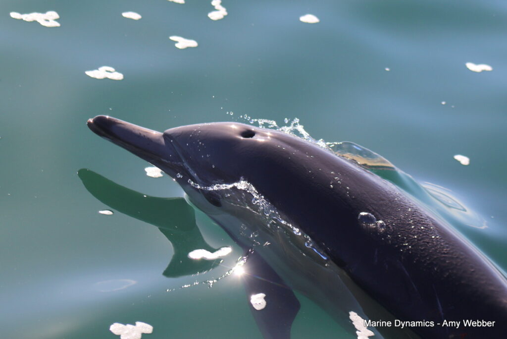 Shark cage diving, South Africa, Gansbaai