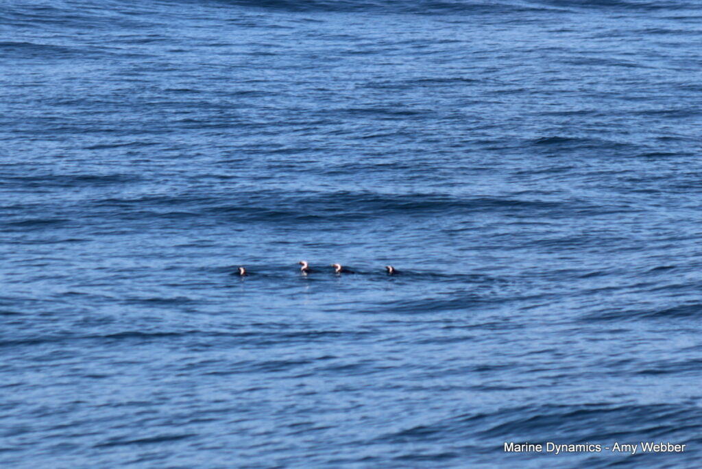 Shark cage diving, South Africa, Gansbaai