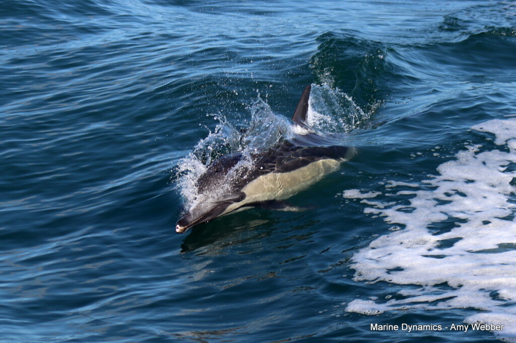 Shark cage diving, South Africa, Gansbaai