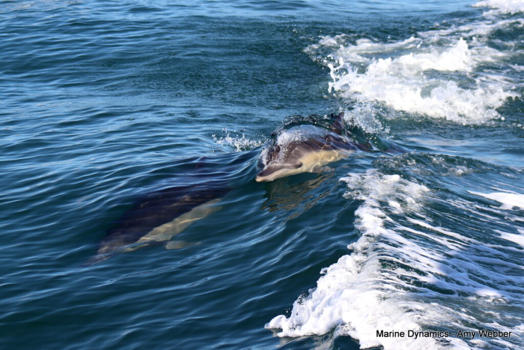 Shark cage diving, South Africa, Gansbaai