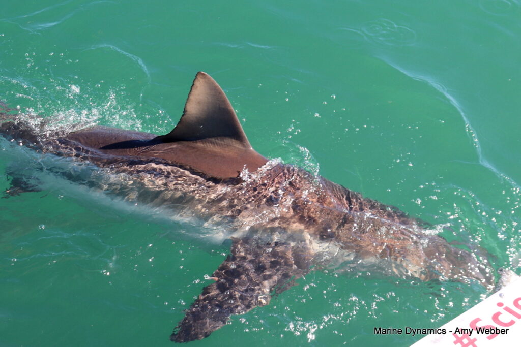 Shark cage diving, South Africa, Gansbaai