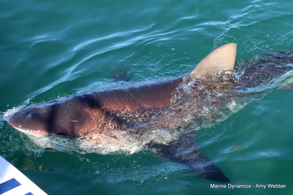 Shark cage diving, South Africa, Gansbaai