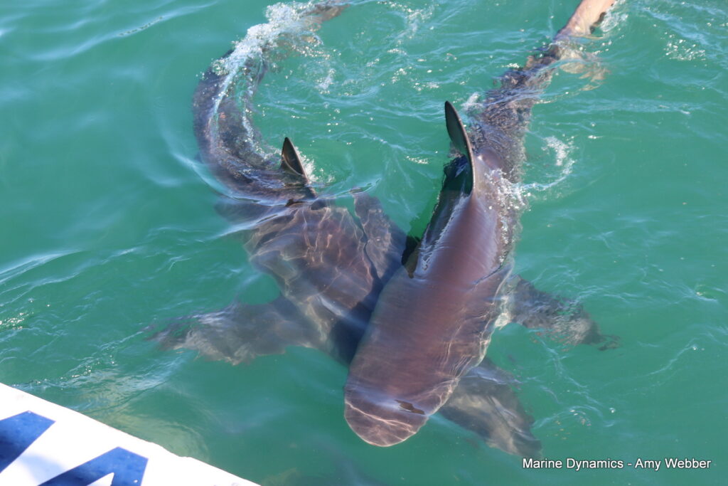 Shark cage diving, South Africa, Gansbaai