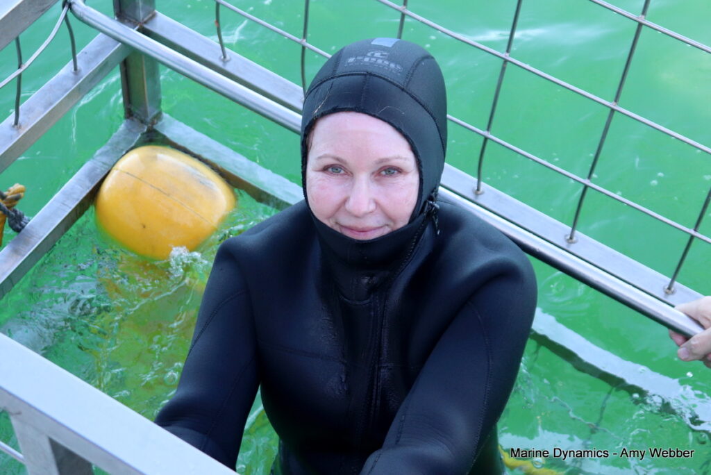 Shark cage diving, South Africa, Gansbaai