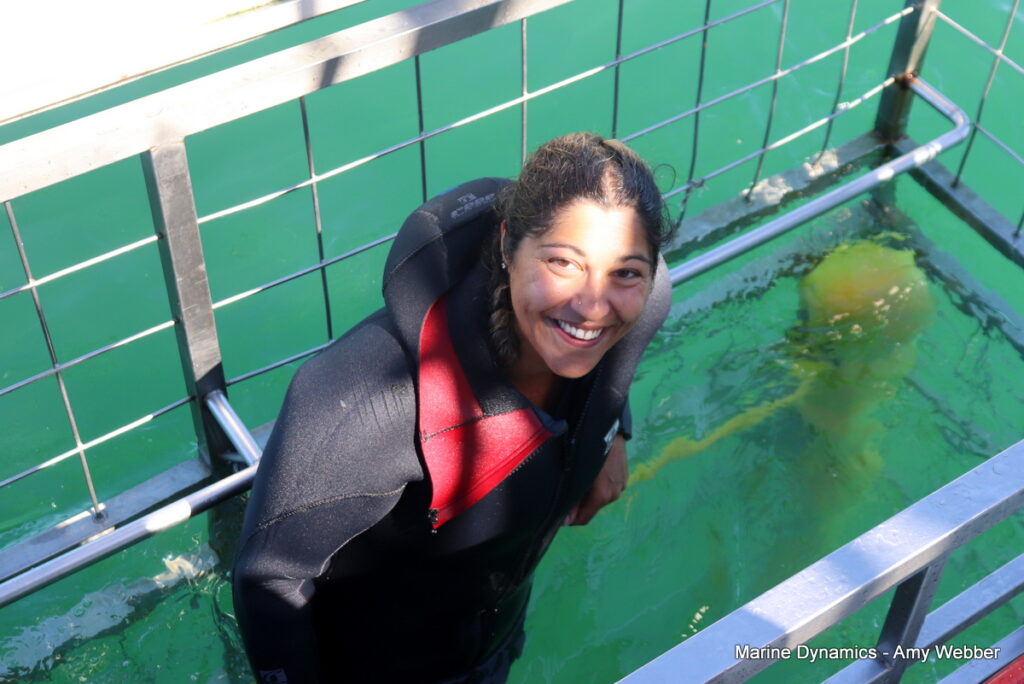 Shark cage diving, South Africa, Gansbaai