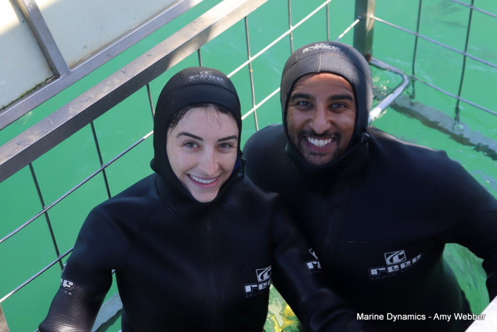 Shark cage diving, South Africa, Gansbaai