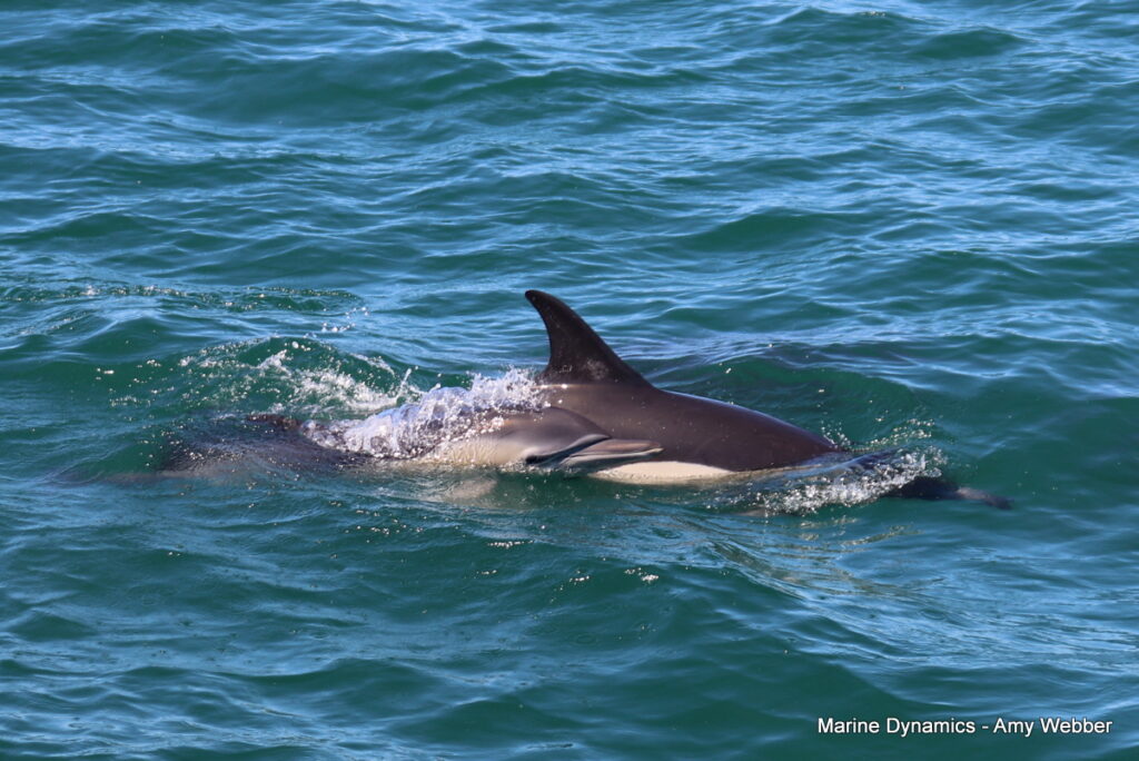 Shark cage diving, South Africa, Gansbaai