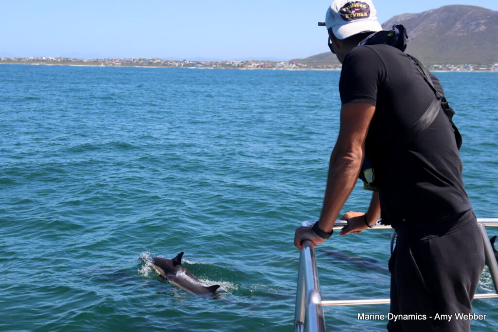 Shark cage diving, South Africa, Gansbaai