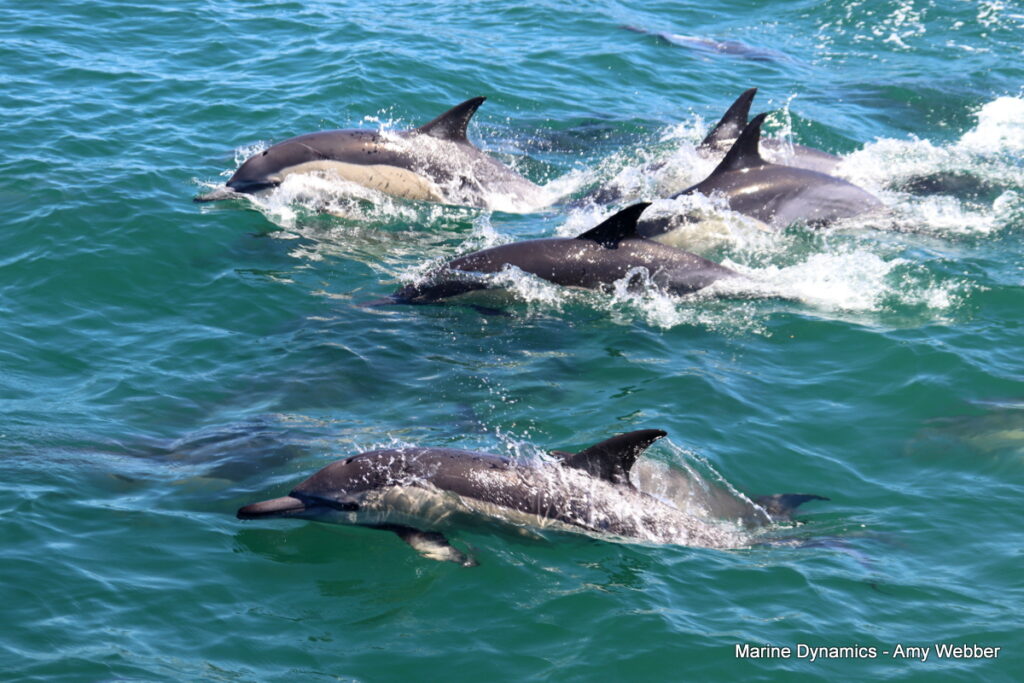 Shark cage diving, South Africa, Gansbaai