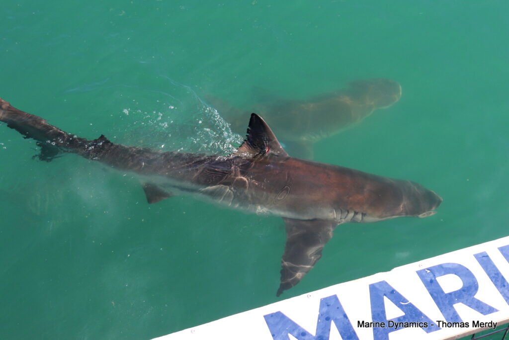 Shark cage diving, South Africa, Gansbaai