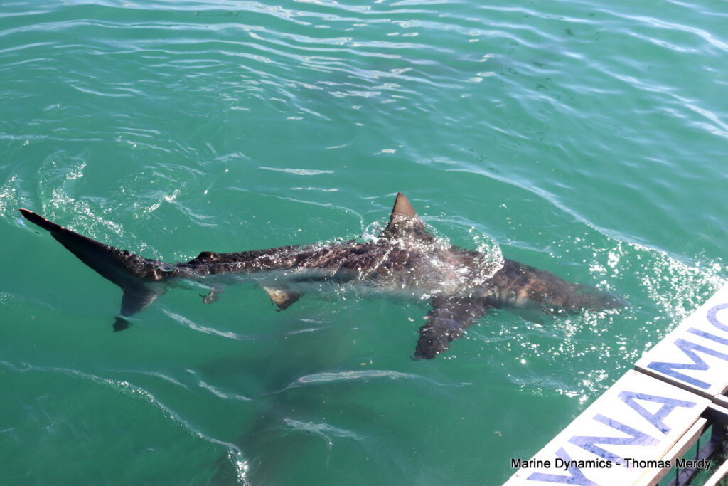 Shark cage diving, South Africa, Gansbaai