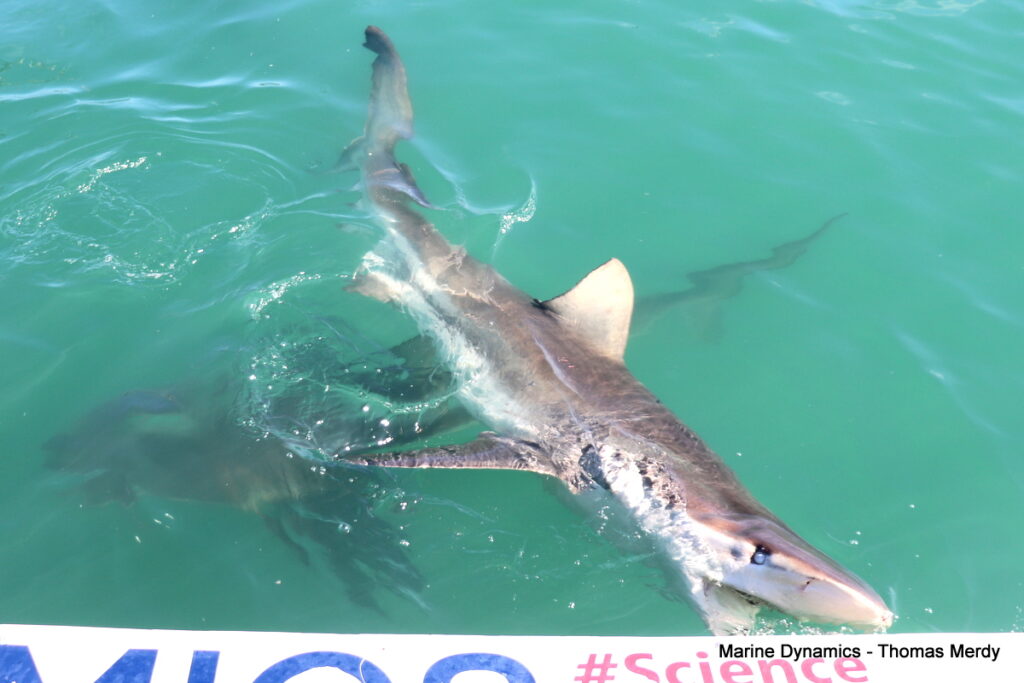Shark cage diving, South Africa, Gansbaai