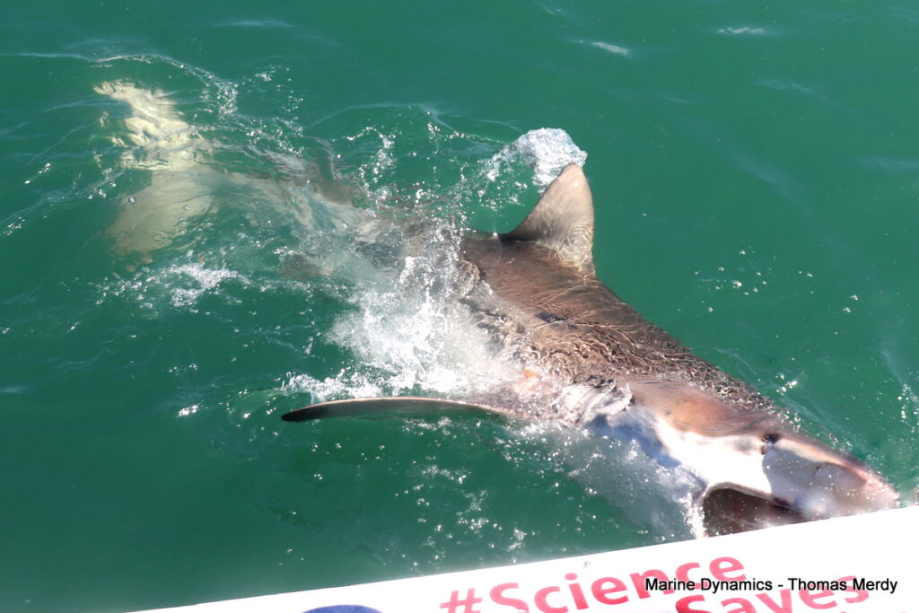 Shark cage diving, South Africa, Gansbaai