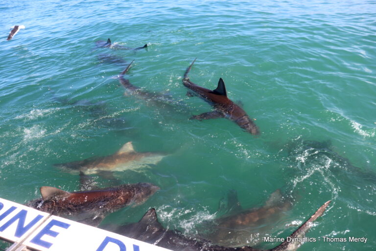 Shark cage diving, South Africa, Gansbaai