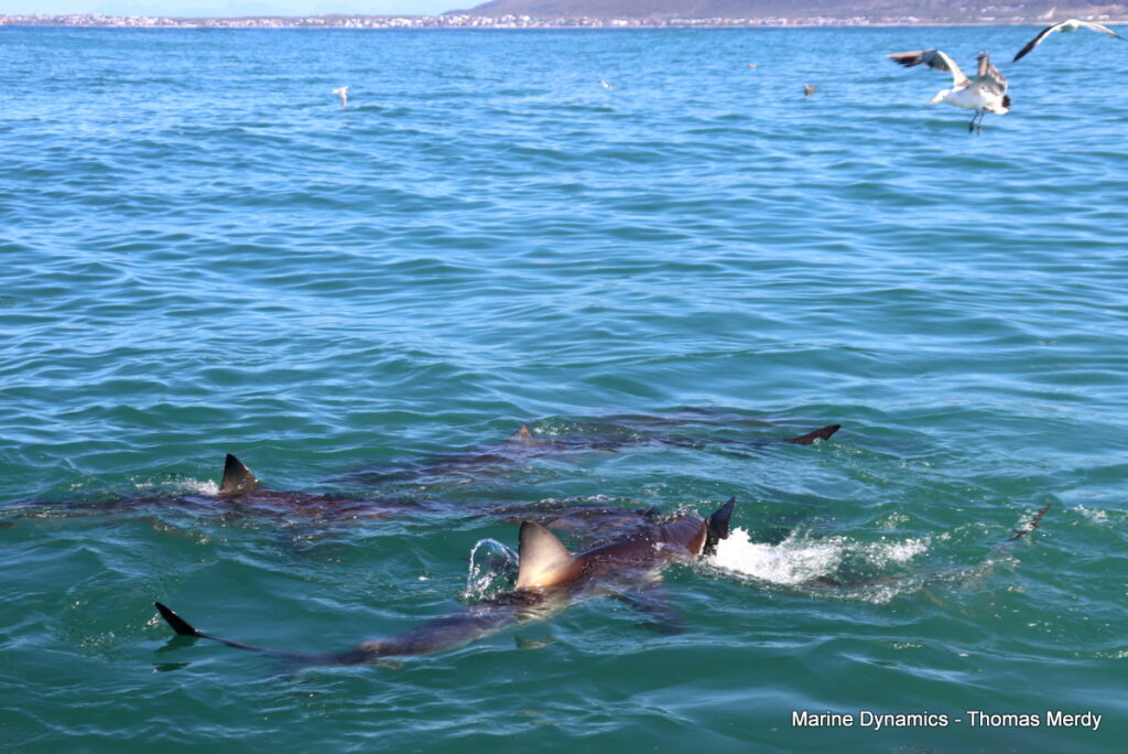 Shark cage diving, South Africa, Gansbaai