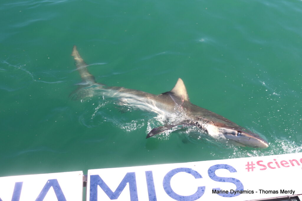 Shark cage diving, South Africa, Gansbaai