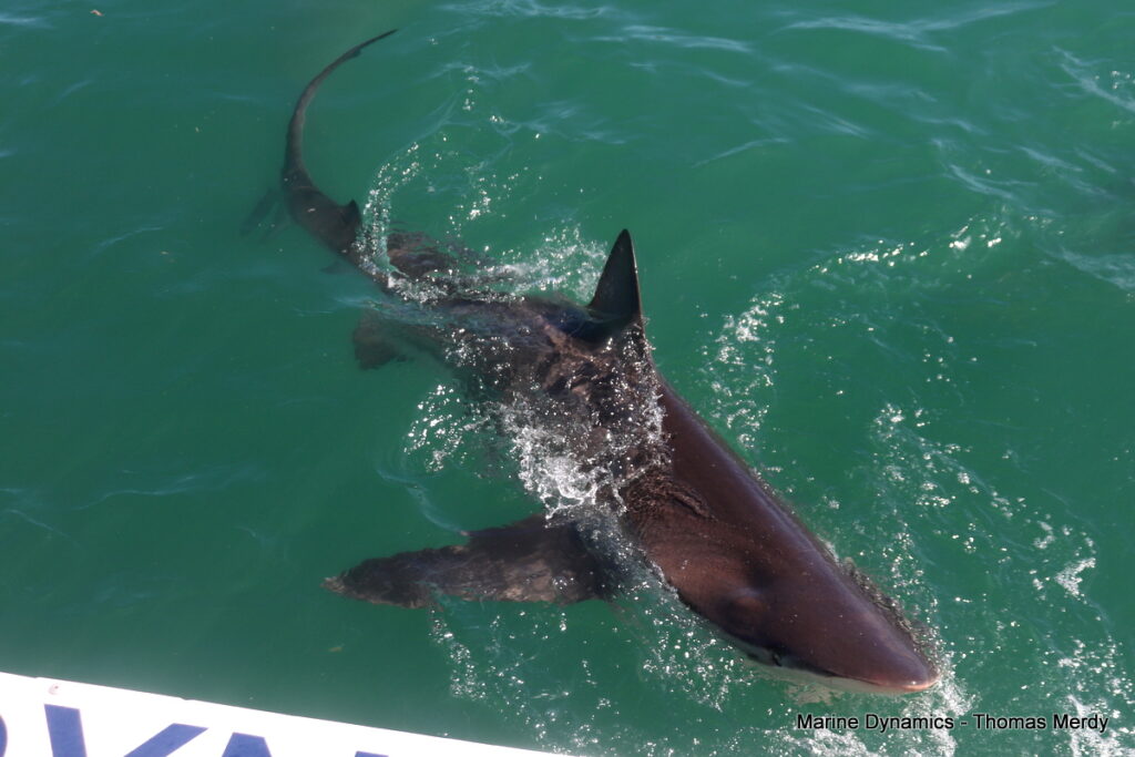 Shark cage diving, South Africa, Gansbaai