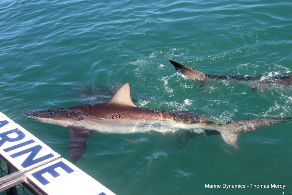 Shark cage diving, South Africa, Gansbaai