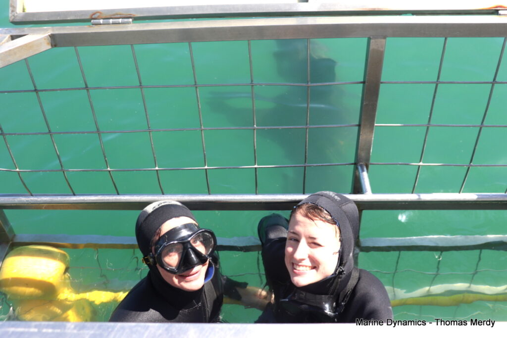 Shark cage diving, South Africa, Gansbaai