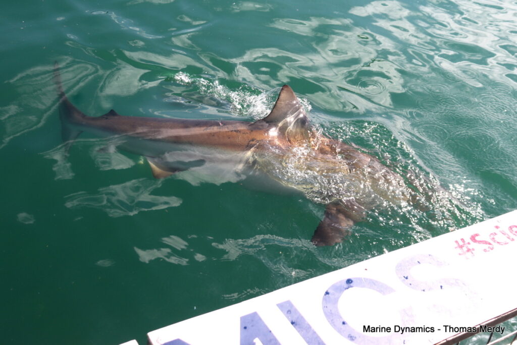 Shark cage diving, South Africa Gansbaai