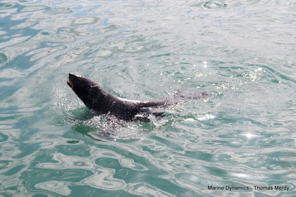Shark cage diving, South Africa Gansbaai