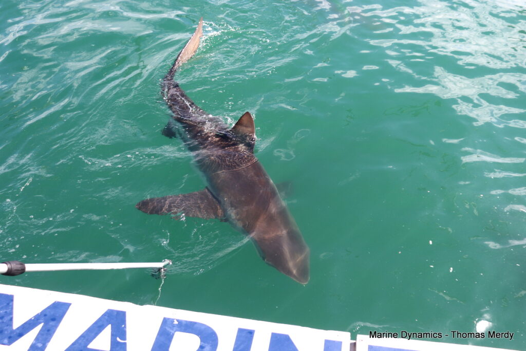 Shark cage diving, South Africa Gansbaai