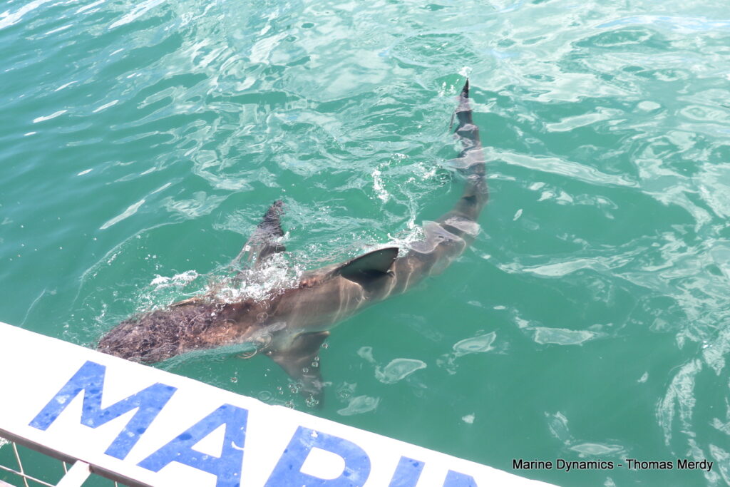 Shark cage diving, South Africa Gansbaai