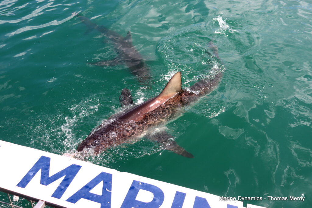 Shark cage diving, South Africa Gansbaai