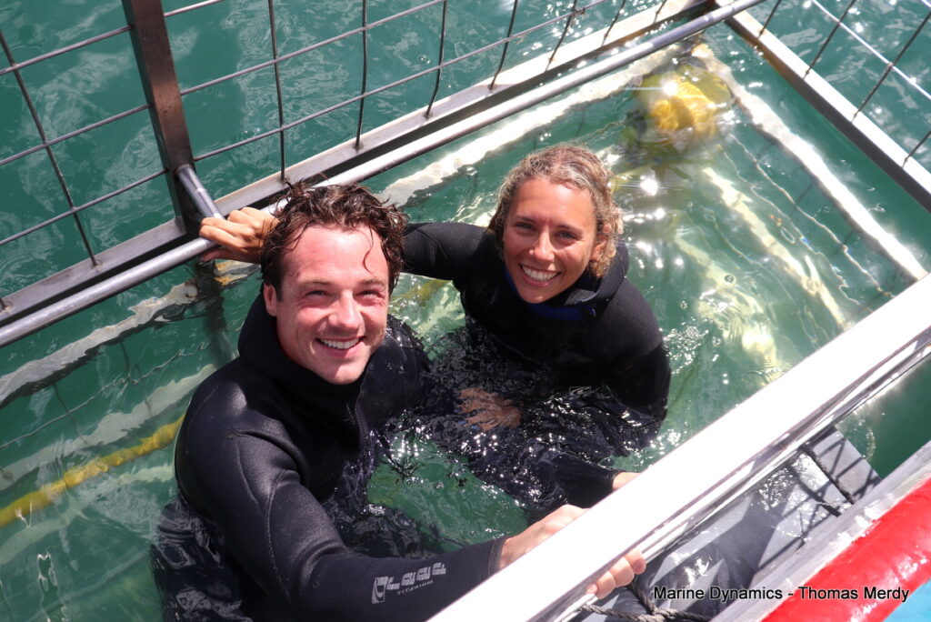 Shark cage diving, South Africa Gansbaai