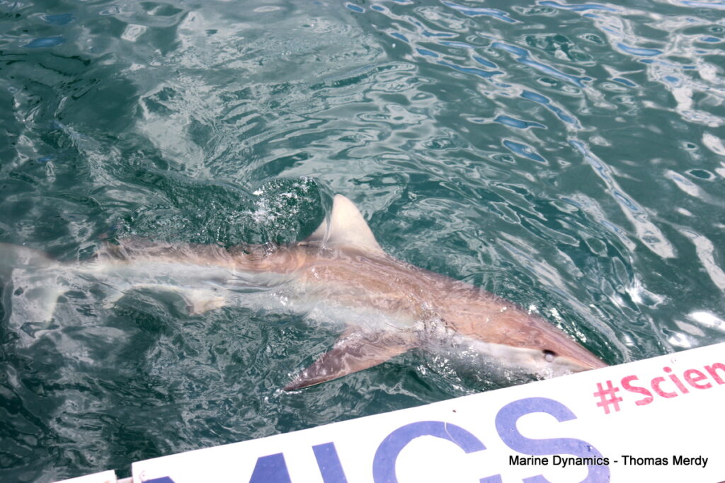 Shark cage diving, South Africa Gansbaai