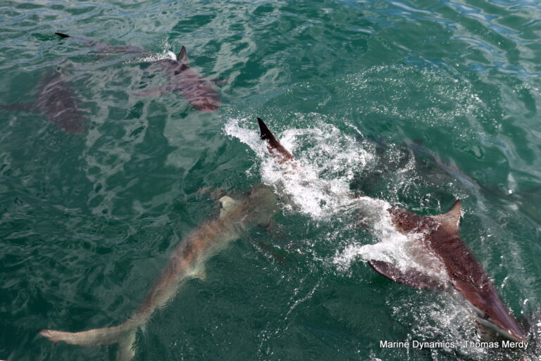 Shark cage diving, South Africa Gansbaai