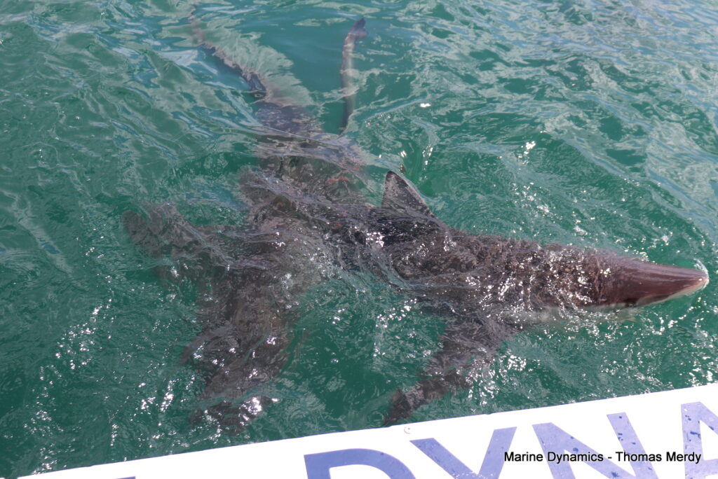 Shark cage diving, South Africa Gansbaai