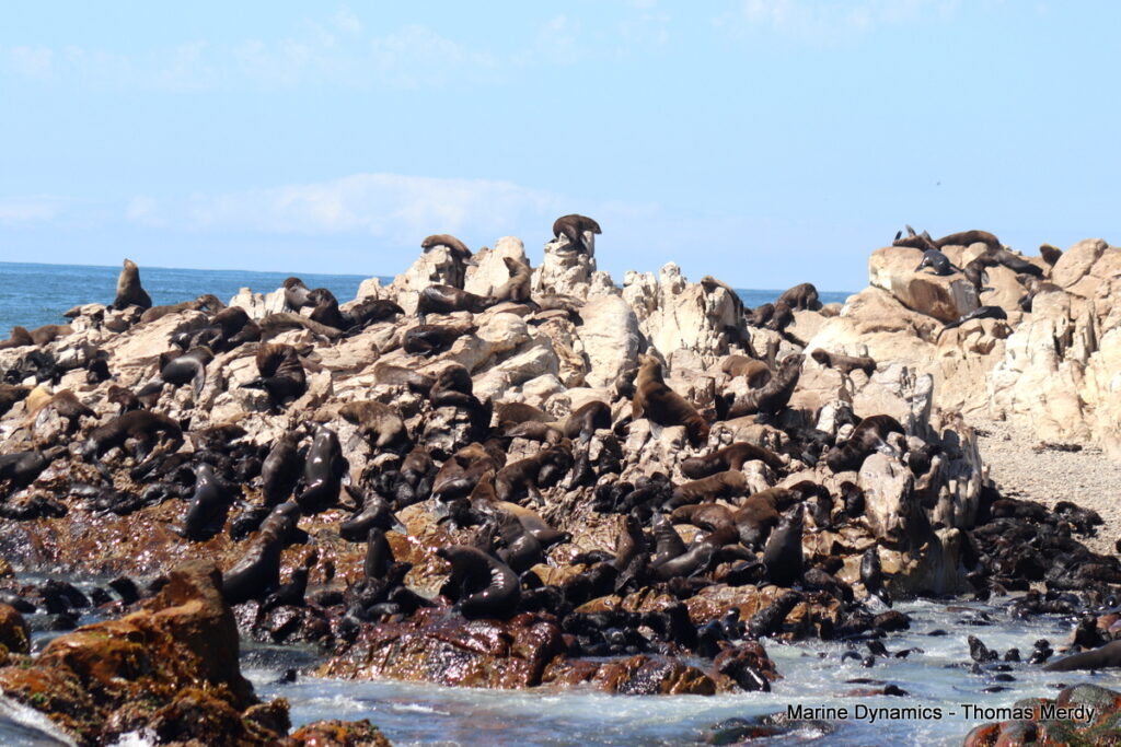 Shark cage diving, South Africa Gansbaai