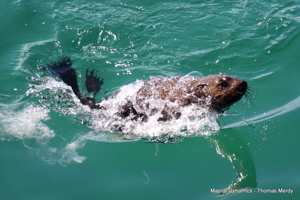 Shark cage diving, South Africa Gansbaai