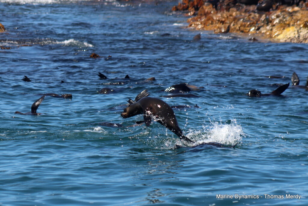 Shark cage diving, South Africa Gansbaai