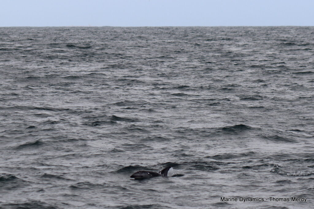 Shark cage diving, South Africa, Gansbaai