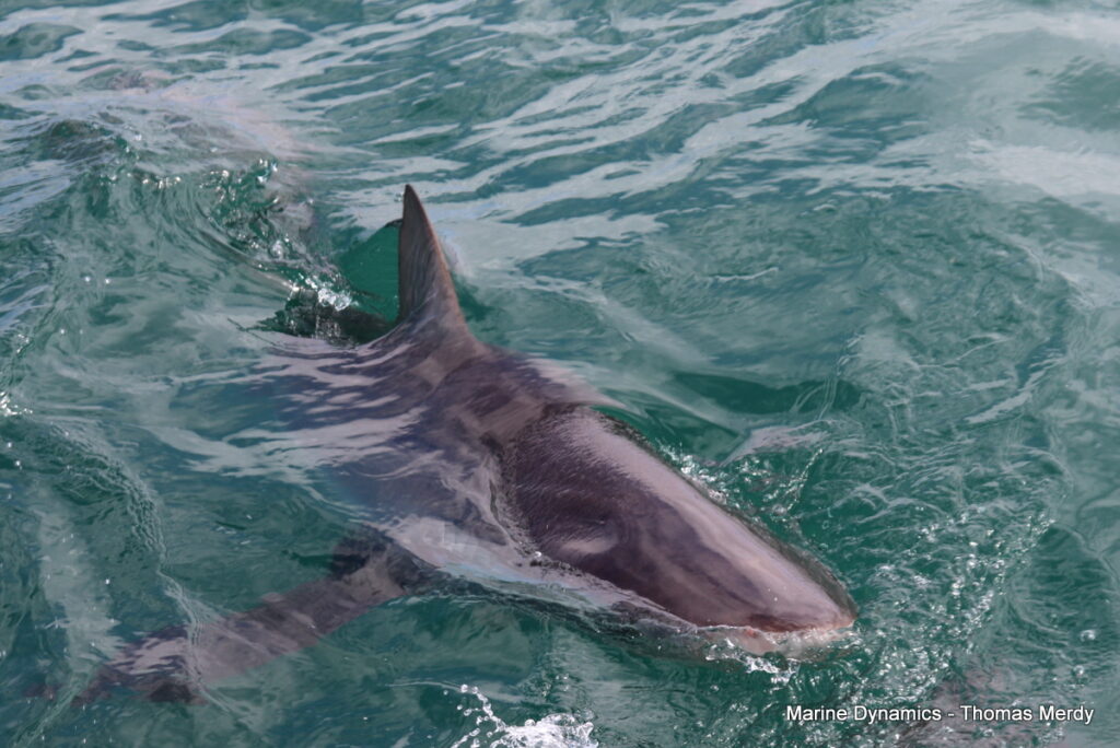 Shark cage diving, South Africa, Gansbaai